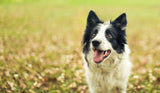 🍽️ Toppers That Transform: How to Supercharge Your Dog’s Dinner