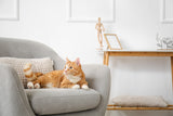 😻 Freeze-Dried for Felines: The Raw Way to Nourish Your Cat Naturally