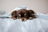 🐶 The Raw Advantage: Why Freeze-Dried Dog Food Is a Game Changer